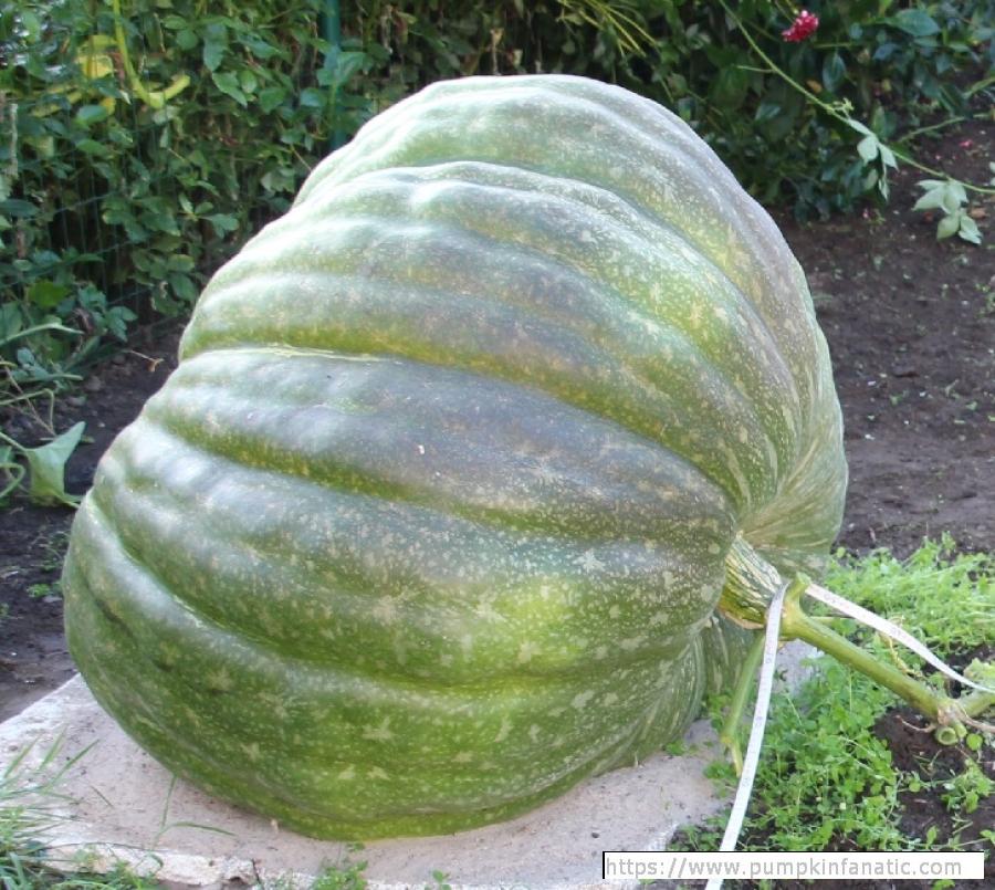 fruitImages/808.9 Wagler 2025B.jpg